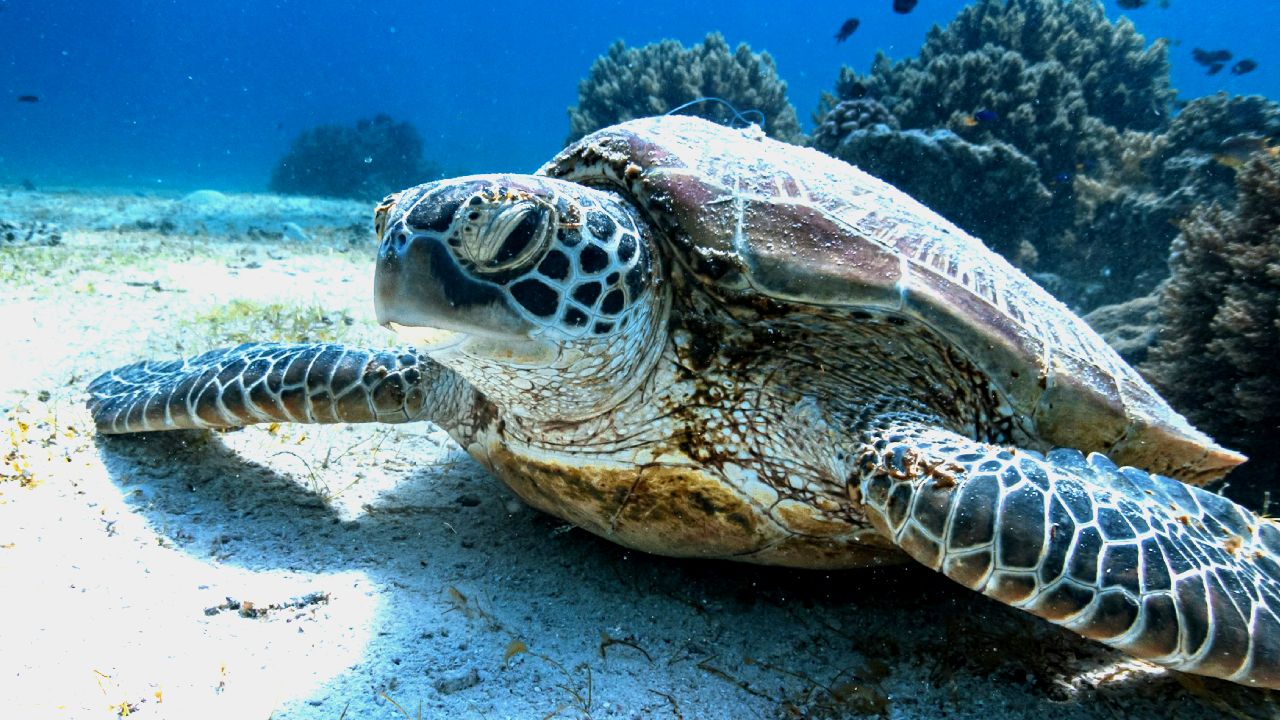 Ocean Conservation