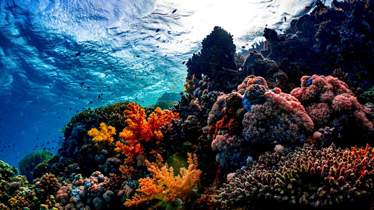 Marine Life