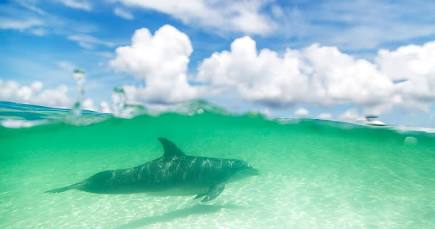 Dolphin