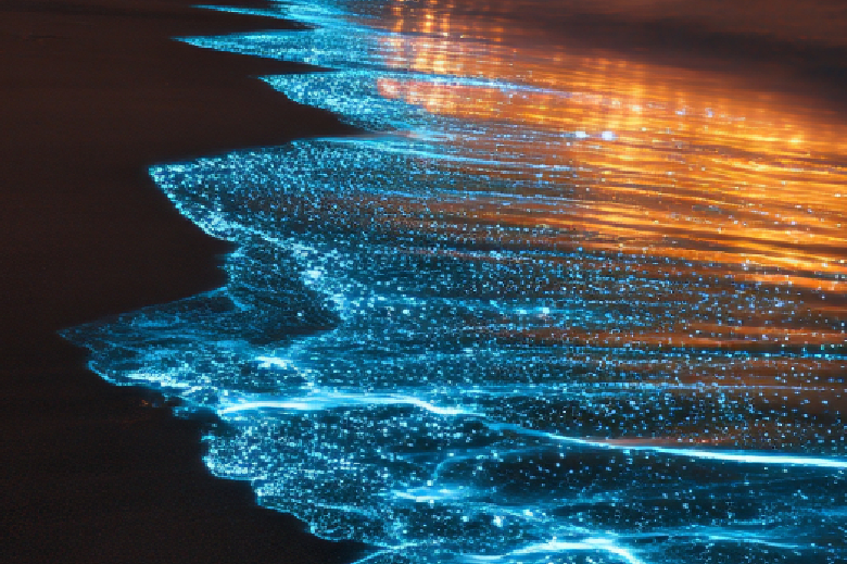 Bioluminescence