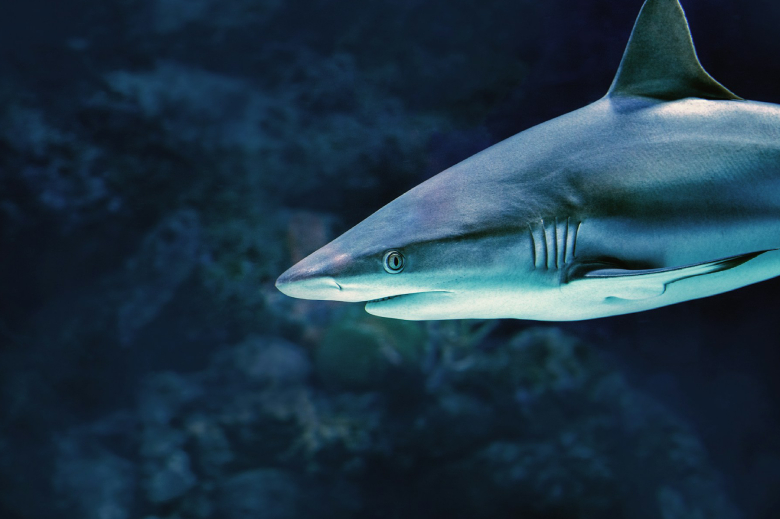 Shark