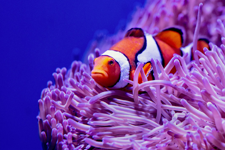 Coral Reef