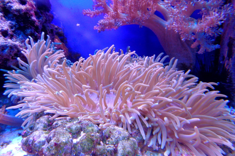 Living Reef