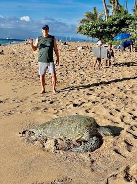 Sea Turtle